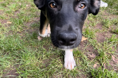 Welpengruppe2022-10-08_12