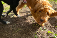 Welpengruppe2022-10-08_15