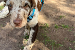 Welpengruppe2022-10-08_2