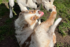 Welpengruppe2022-10-08_3