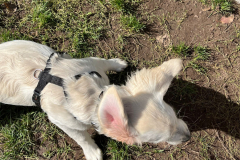 Welpengruppe2022-10-08_4