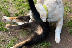 Welpengruppe2022-10-08_6