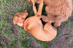 Welpengruppe2022-10-08_7