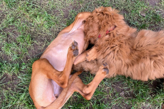 Welpengruppe2022-10-08_8