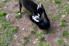 Welpengruppe2022-10-08_9